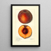 Prunus persica Masons Orange - Mary Daisy Arnold — framed artwork on a wall