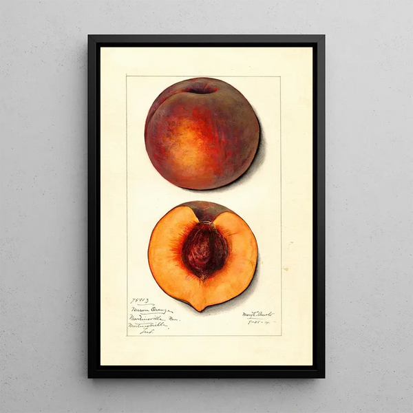 Prunus persica Masons Orange - Mary Daisy Arnold — framed artwork on a wall
