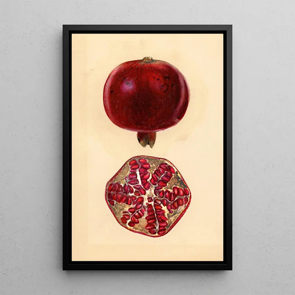 Punica granatum Grenade - Mary Daisy Arnold — framed artwork on a wall