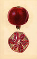 Punica granatum Grenade - Mary Daisy Arnold — artwork view