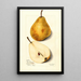 Pyrus communis Glout Morceau - Mary Daisy Arnold — framed artwork on a wall