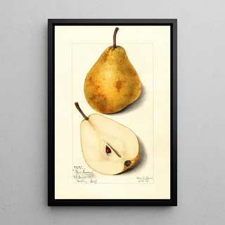 Mary Daisy Arnold - Pyrus communis Glout Morceau.webp