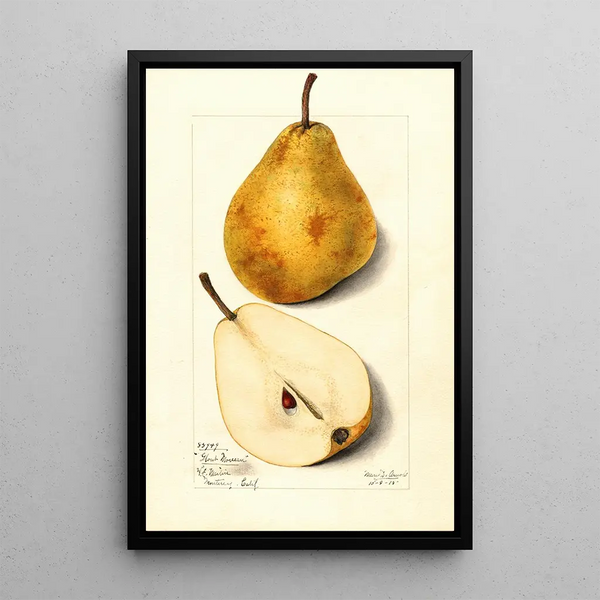 Pyrus communis Glout Morceau - Mary Daisy Arnold — framed artwork on a wall