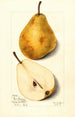 Pyrus communis Glout Morceau - Mary Daisy Arnold — artwork view