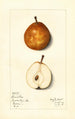 Pyrus communis Lamartine - Mary Daisy Arnold — artwork view