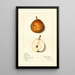 Pyrus communis Lamartine - Mary Daisy Arnold — framed artwork on a wall