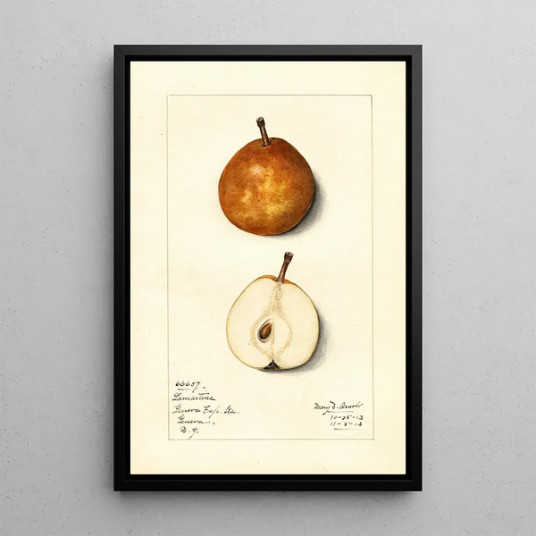 Pyrus communis Lamartine - Mary Daisy Arnold — framed artwork on a wall