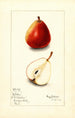 Pyrus communis Wilder - Mary Daisy Arnold — artwork view