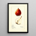 Pyrus communis Wilder - Mary Daisy Arnold — framed artwork on a wall