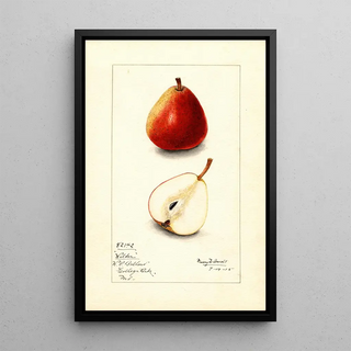 Mary Daisy Arnold - Pyrus communis Wilder.webp