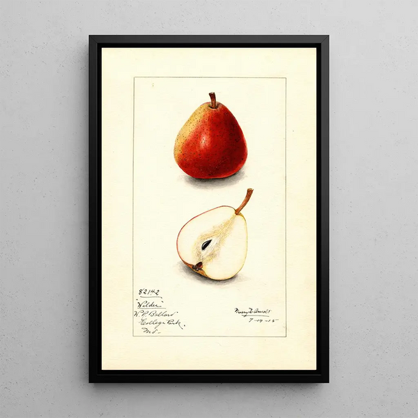 Pyrus communis Wilder - Mary Daisy Arnold — framed artwork on a wall