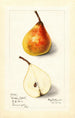 Pyrus communis Worden Seckel - Mary Daisy Arnold — artwork view