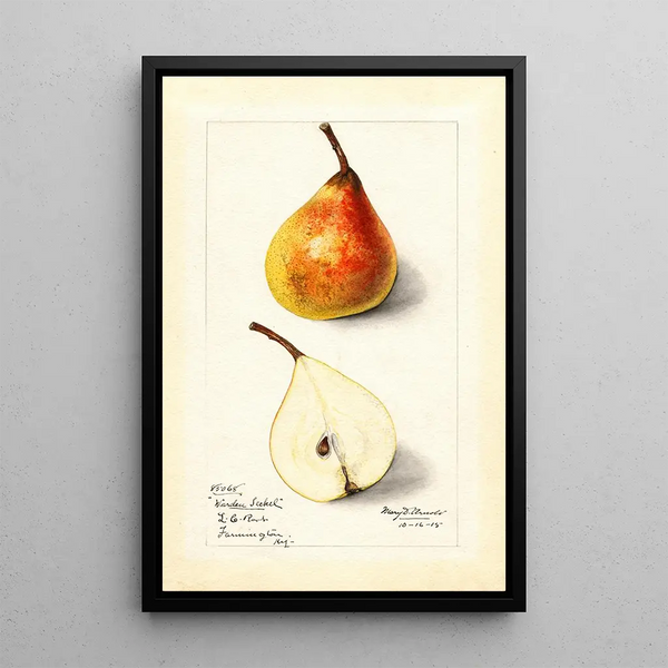 Pyrus communis Worden Seckel - Mary Daisy Arnold — framed artwork on a wall