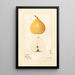 Pyrus pyrifolia Apple Pear - Mary Daisy Arnold — framed artwork on a wall