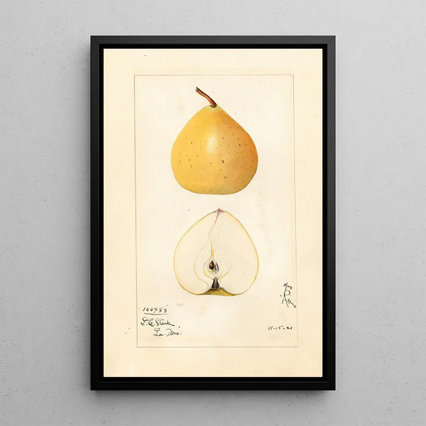 Pyrus pyrifolia Apple Pear - Mary Daisy Arnold — framed artwork on a wall