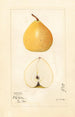 Pyrus pyrifolia Apple Pear - Mary Daisy Arnold — artwork view