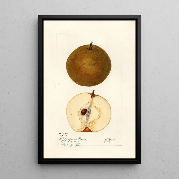 Pyrus pyrifolia - Mary Daisy Arnold — framed artwork on a wall
