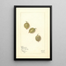 Ribes Duplication - Mary Daisy Arnold — framed artwork on a wall