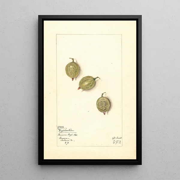 Ribes Duplication - Mary Daisy Arnold — framed artwork on a wall