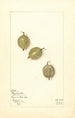 Ribes Duplication - Mary Daisy Arnold — artwork view