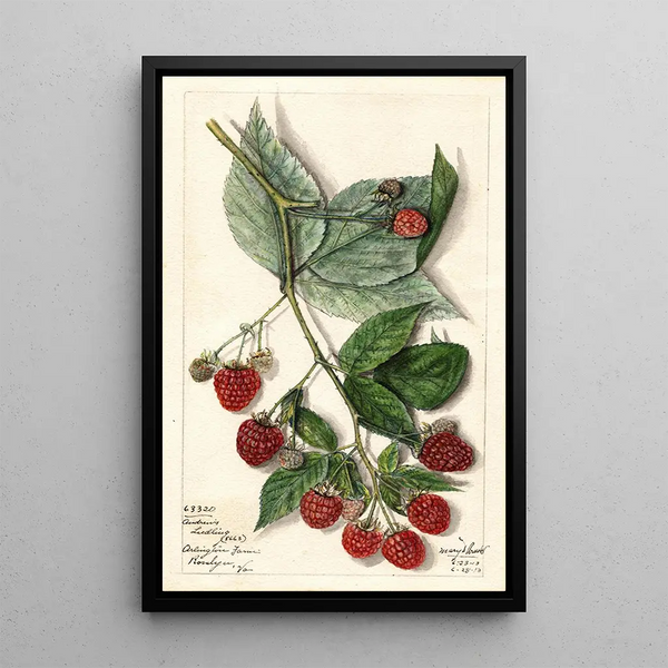 Rubus Andrews - Mary Daisy Arnold — framed artwork on a wall