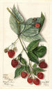 Rubus Andrews - Mary Daisy Arnold — artwork view