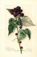 Rubus Perle Noire - Mary Daisy Arnold — artwork view