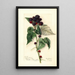 Rubus Perle Noire - Mary Daisy Arnold — framed artwork on a wall