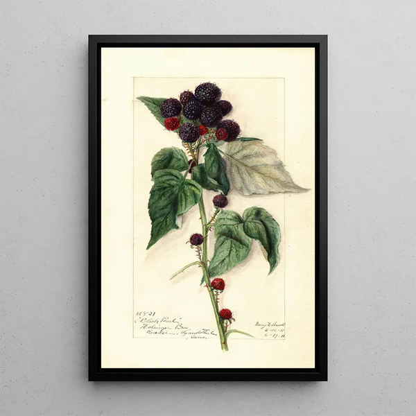 Rubus Perle Noire - Mary Daisy Arnold — framed artwork on a wall