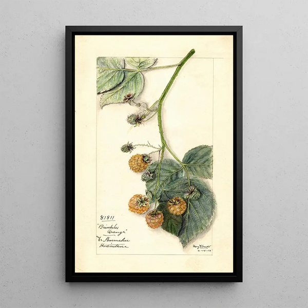 Rubus Brinkles Orange - Mary Daisy Arnold — framed artwork on a wall