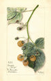 Rubus Brinkles Orange - Mary Daisy Arnold — artwork view
