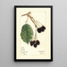 Rubus Haupt - Mary Daisy Arnold — framed artwork on a wall