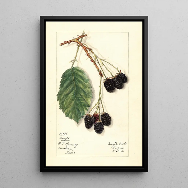 Rubus Haupt - Mary Daisy Arnold — framed artwork on a wall