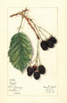 Rubus Haupt - Mary Daisy Arnold — artwork view