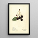 Rubus McDonald - Mary Daisy Arnold — framed artwork on a wall