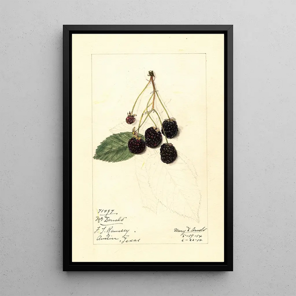 Rubus McDonald - Mary Daisy Arnold — framed artwork on a wall