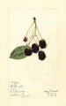 Rubus McDonald - Mary Daisy Arnold — artwork view