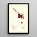 Vaccinium macrocarpon Early Black - Mary Daisy Arnold | Painting — framed artwork on a wall