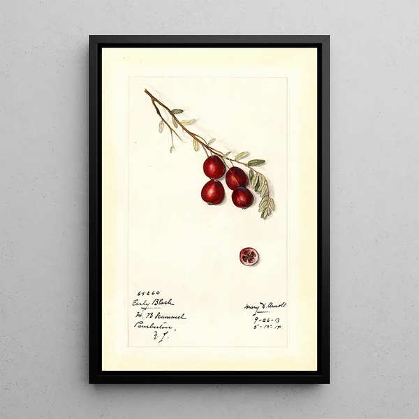 Vaccinium macrocarpon Early Black - Mary Daisy Arnold | Painting — framed artwork on a wall