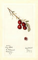 Vaccinium macrocarpon Early Black - Mary Daisy Arnold | Painting — artwork view