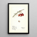 Vaccinium macrocarpon Howard Bell - Mary Daisy Arnold | Painting — framed artwork on a wall