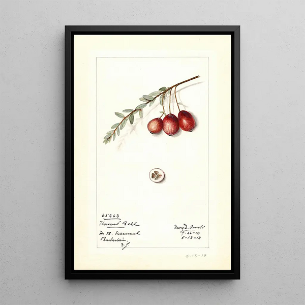Vaccinium macrocarpon Howard Bell - Mary Daisy Arnold | Painting — framed artwork on a wall