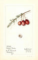 Vaccinium macrocarpon Howard Bell - Mary Daisy Arnold | Painting — artwork view