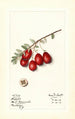 Vaccinium macrocarpon Jumbo - Mary Daisy Arnold — artwork view