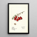 Vaccinium macrocarpon Jumbo - Mary Daisy Arnold — framed artwork on a wall