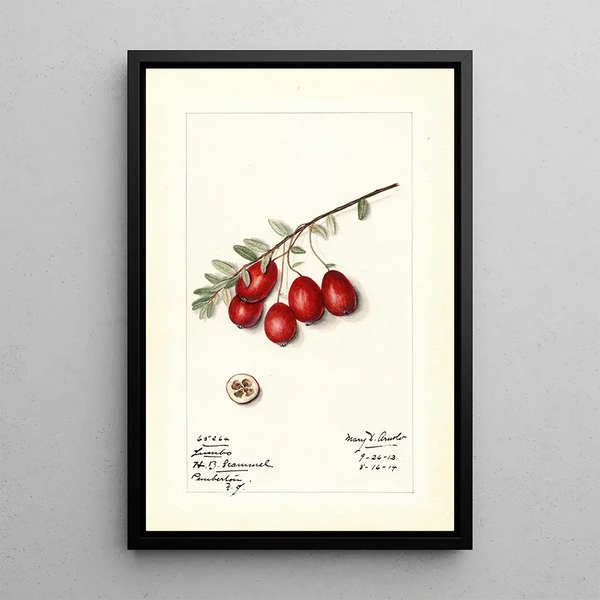 Vaccinium macrocarpon Jumbo - Mary Daisy Arnold — framed artwork on a wall