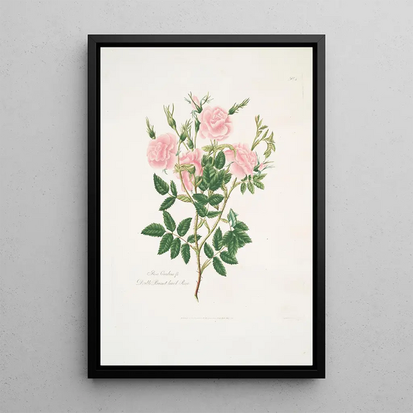 Rosa Carolina - Mary Lawrance — framed artwork on a wall