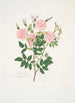 Rosa Carolina - Mary Lawrance — artwork view