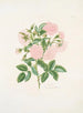 Rosa alba - Mary Lawrance — artwork view