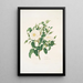 Rosa alba - Mary Lawrance — framed artwork on a wall